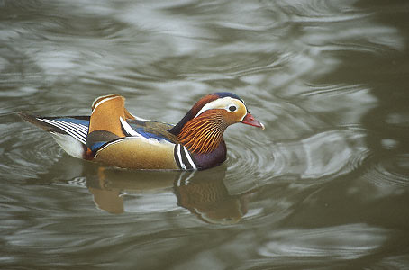 Mandarin Duck (Aix galericulata) photo image