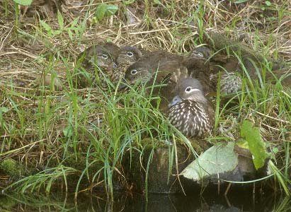 Mandarin Duck (Aix galericulata) photo image