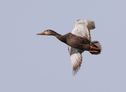 Mottled Duck (Anas fulvigula) photo