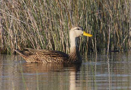 Mottled Duck (Anas fulvigula) photo
