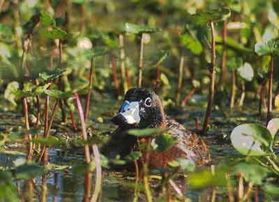 Masked Duck (Nomonyx dominicus) photo image