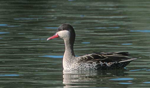 Red-billed Teal (Anas erythrorhyncha) photo image