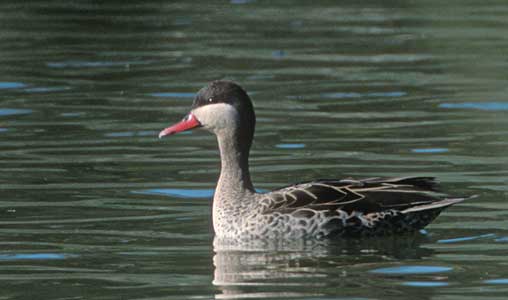 Red-billed Duck (Anas erythrorhynchata) photo