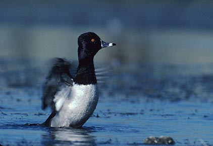 Ring-necked Duck (Aythya collaris) photo image