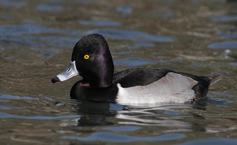 Ring-necked Duck (Aythya collaris) photo
