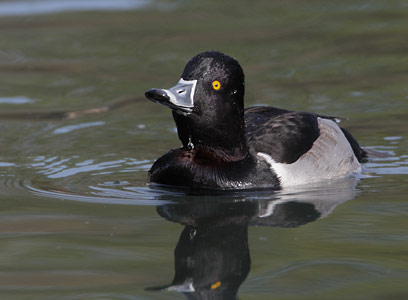 Ring-necked Duck (Aythya collaris) photo