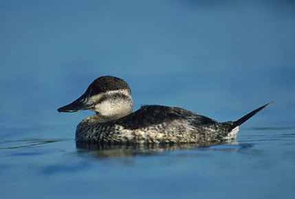Ruddy Duck (Oxyura jamaicensis) photo image
