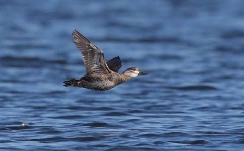 Ruddy Duck (Oxyura jamaicensis) photo image
