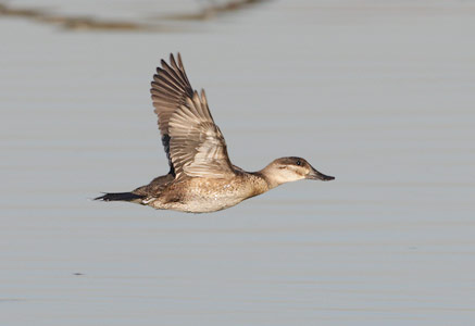 Ruddy Duck (Oxyura jamaicensis) photo image