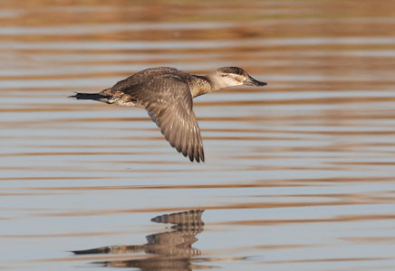 Ruddy Duck (Oxyura jamaicensis) photo image