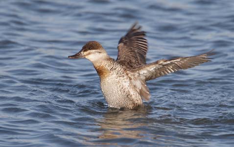Ruddy Duck (Oxyura jamaicensis) photo image