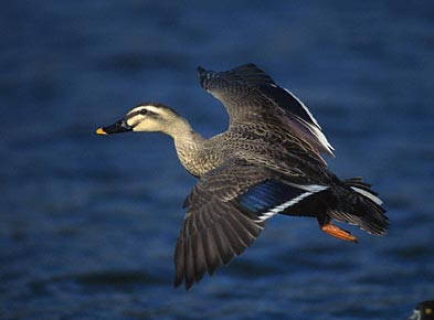 Eastern Spot-billed Duck (Anas zonorhyncha) photo image