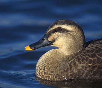 Eastern Spot-billed Duck (Anas zonorhyncha) photo image