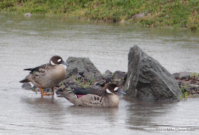 Spectacled Duck (Speculanas specularis) photo