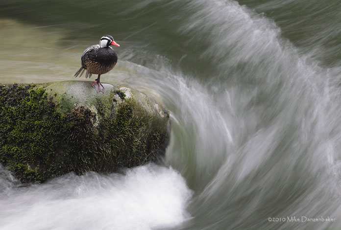 Torrent Duck (Merganetta armata) photo