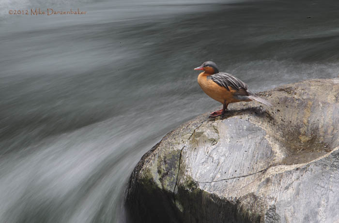 Torrent Duck (Merganetta armata) photo image