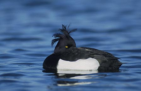Tufted Duck (Aythya fuligula) photo image