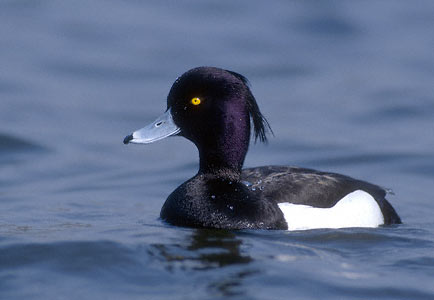 Tufted Duck (Aythya fuligula) photo image