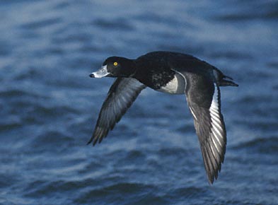 Tufted Duck (Aythya fuligula) photo image