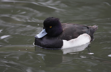 Tufted Duck (Aythya fuligula) photo image