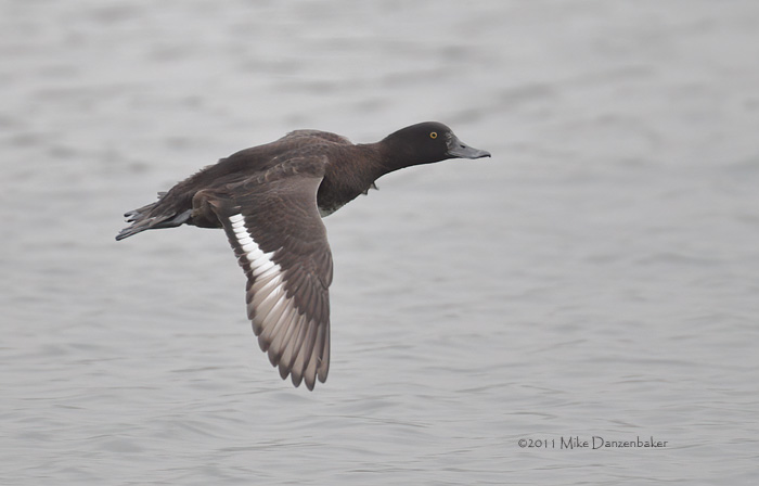 Tufted Duck (Aythya fuligula) photo image