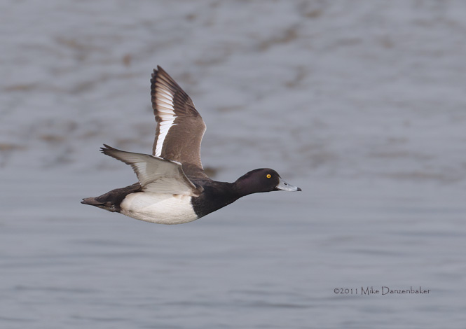 Tufted Duck (Aythya fuligula) photo image
