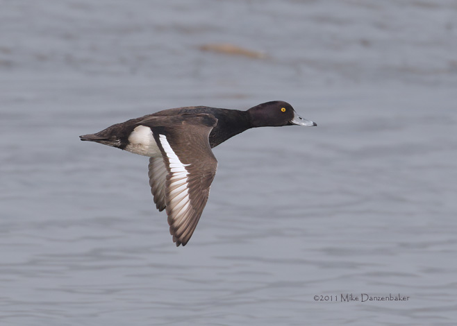 Tufted Duck (Aythya fuligula) photo image