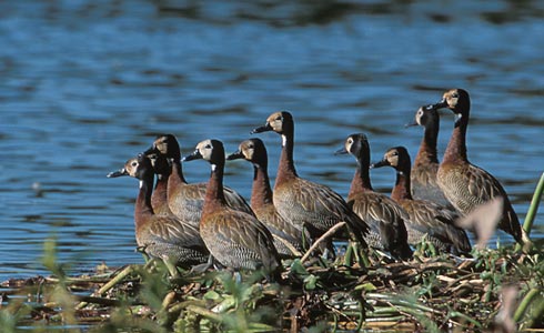 White-faced Whistling Duck (Dendrocygna viduata) photo image