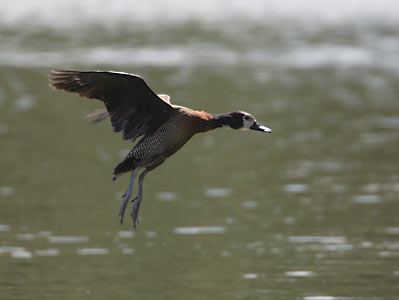 White-faced Whistling Duck (Dendrocygna viduata) photo image