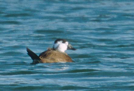White-headed Duck (Oxyura leucocephala) photo image