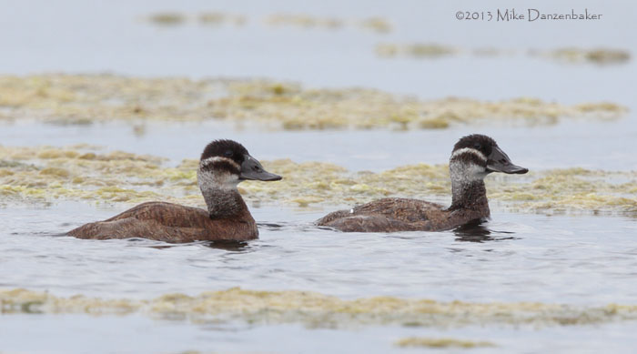White-headed Duck (Oxyura leucocephala) photo