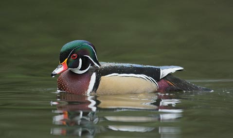 Wood Duck (Aix sponsa) photo image