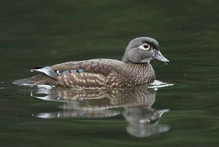 Wood Duck (Aix sponsa) photo image
