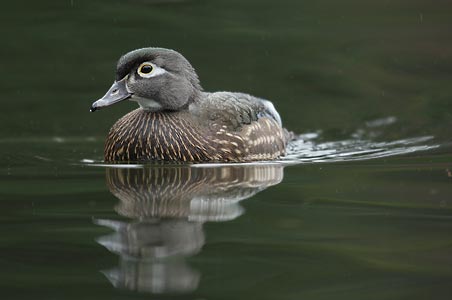 Wood Duck (Aix sponsa) photo image