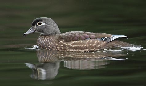 Wood Duck (Aix sponsa) photo image