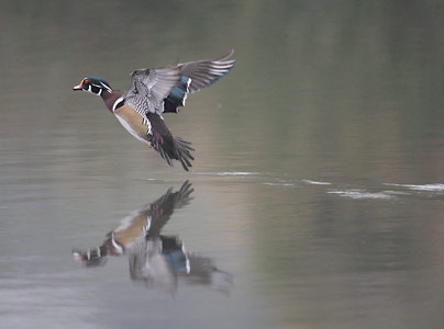 Wood Duck (Aix sponsa) photo image