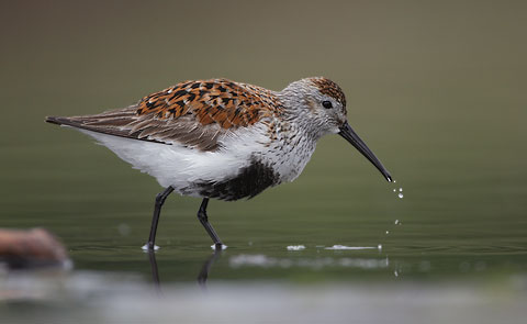 Dunlin (Calidris alpina) photo