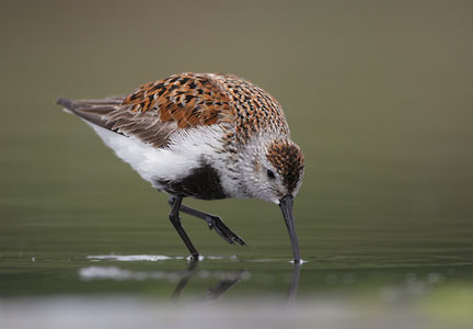 Dunlin (Calidris alpina) photo image
