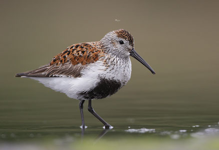 Dunlin (Calidris alpina) photo image