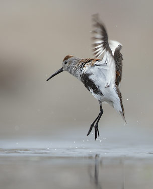 Dunlin (Calidris alpina) photo