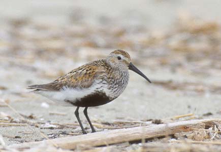 Dunlin (Calidris alpina) photo image