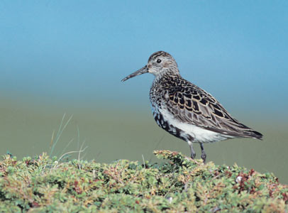 Dunlin (Calidris alpina) photo image
