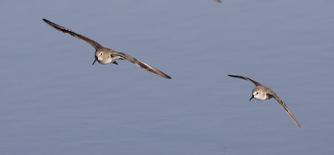Dunlin (Calidris alpina) photo