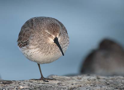 Dunlin (Calidris alpina) photo