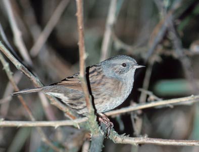 Dunnock (Prunella modularis) photo image