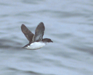 Common Diving-Petrel (Pelecanoides urinatrix) photo image