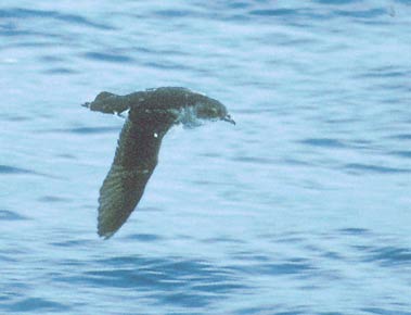 Common Diving-Petrel (Pelecanoides urinatrix) photo image