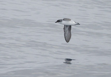 Common Diving-Petrel (Pelecanoides urinatrix) photo