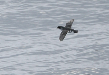 Common Diving-Petrel (Pelecanoides urinatrix) photo