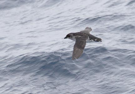 South Georgia Diving-Petrel (Pelecanoides georgicus) photo image